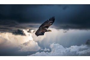 Eagle in the sky, trust, frequency, go with the flow.