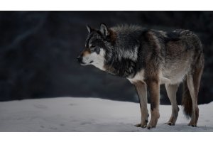 Wolf sneaking through snowy wilderness, guided by vibrations and instinct.