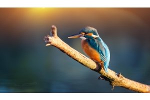 Eowyn the kingfisher perched on a branch above a rippling stream, focused on the frequencies of the water.