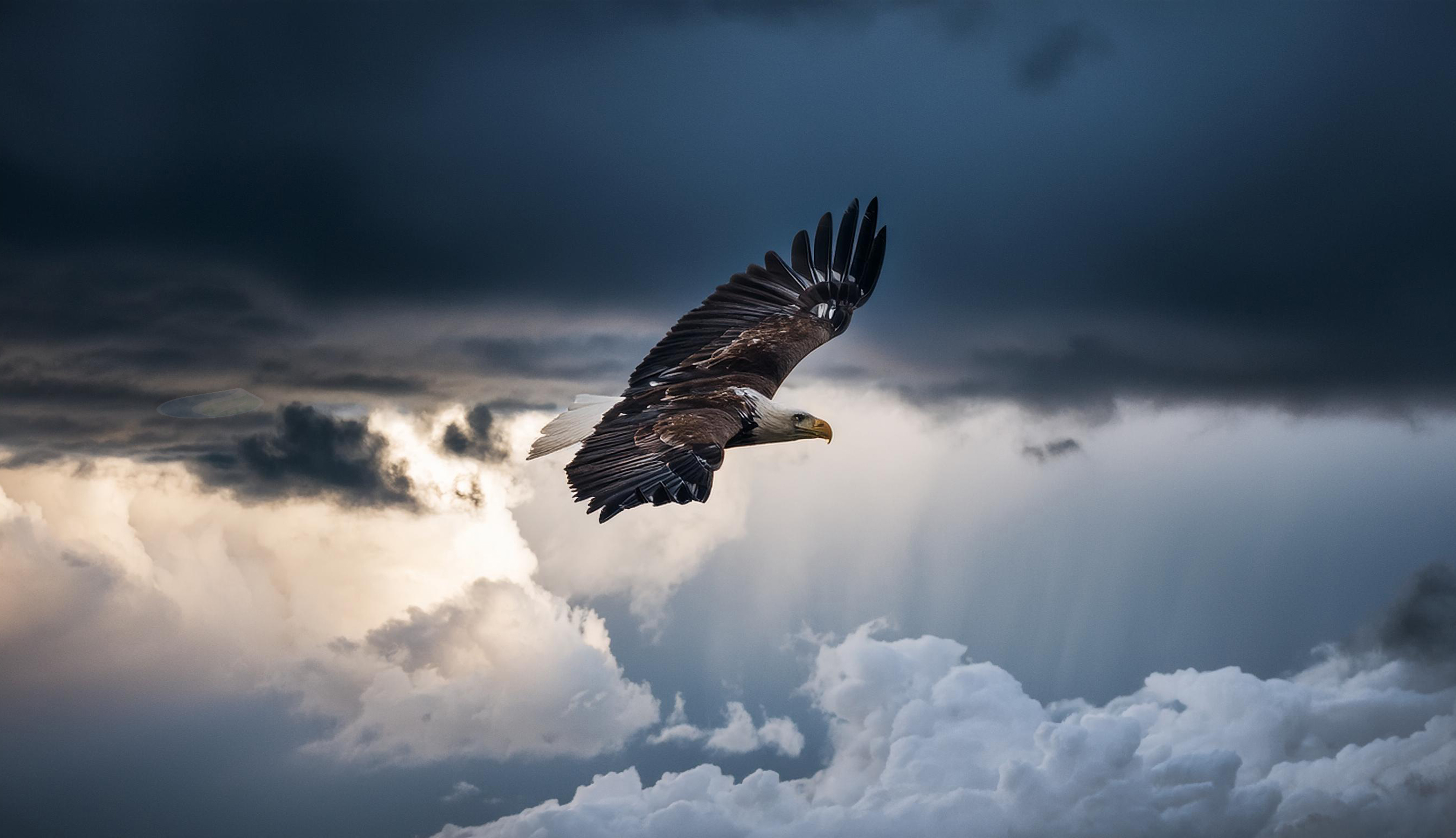 Eagle in the sky, trust, frequency, go with the flow.