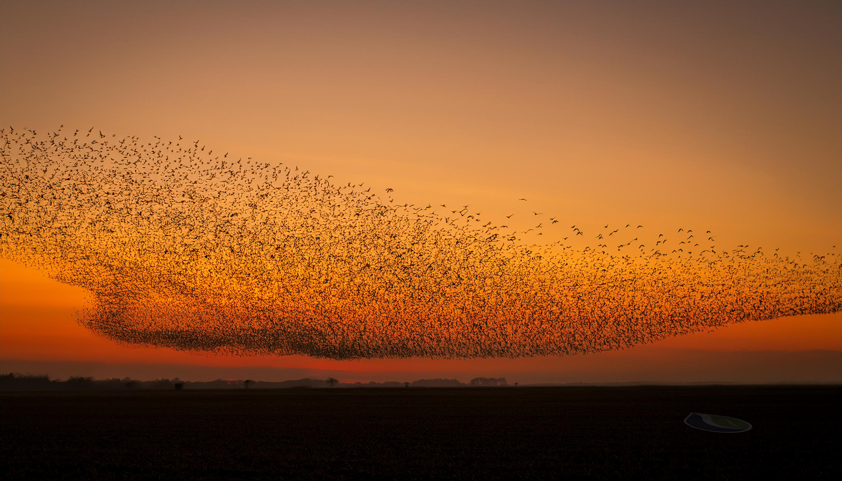 Flock of starlings in perfect harmony