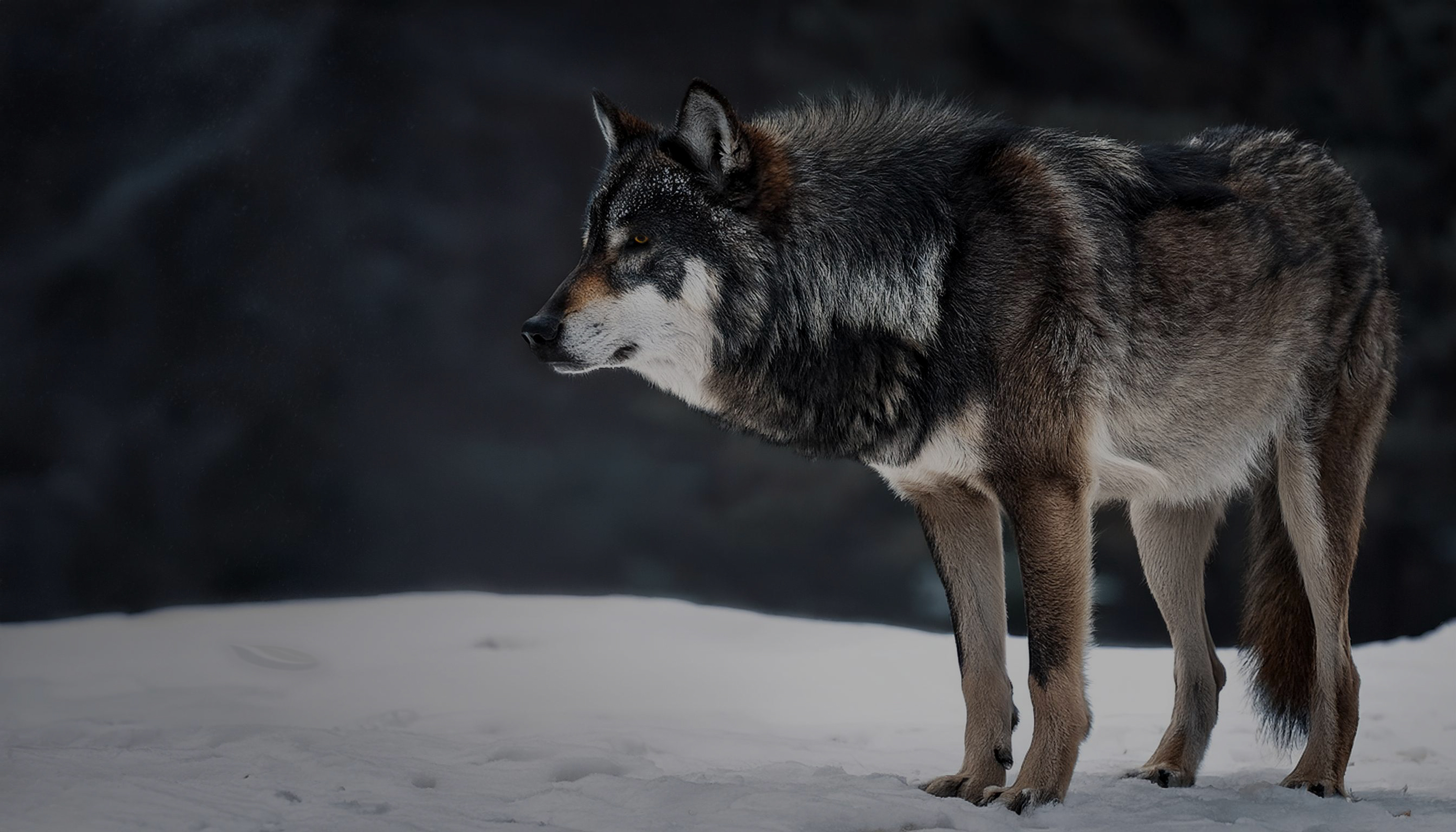 Wolf sneaking through snowy wilderness, guided by vibrations and instinct.