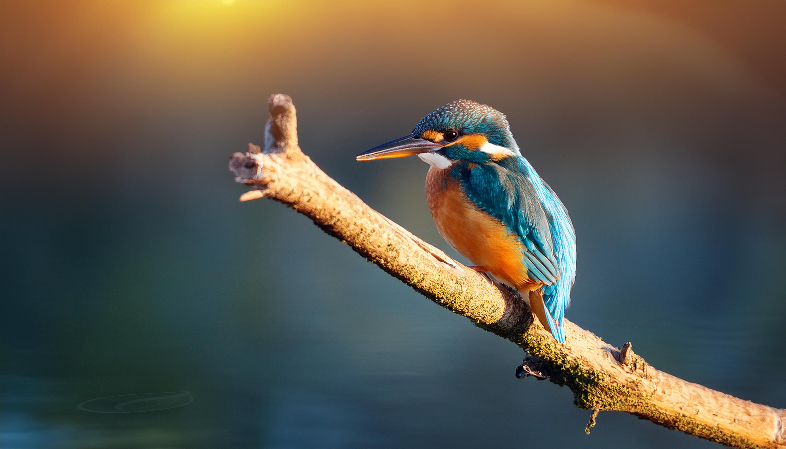 Eowyn the kingfisher perched on a branch above a rippling stream, focused on the frequencies of the water.